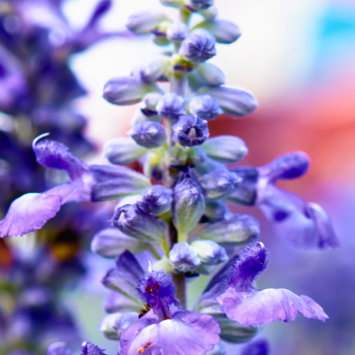 Kruidenhelen plant foto groot Hyssopus officinalis Kruidenhelen plant foto groot Hyssopus officinalis