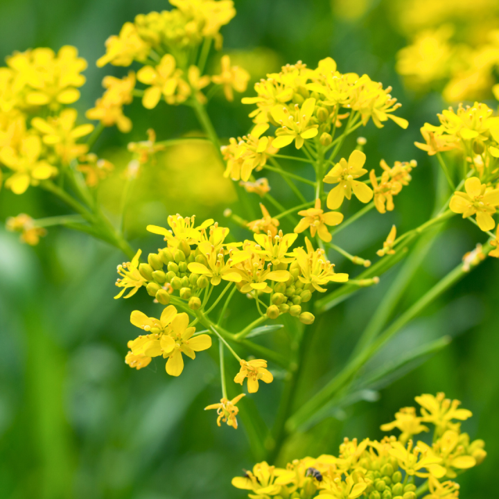 Kruidenhelen plant foto groot Isatis tinctoria Kruidenhelen plant foto groot Isatis tinctoria