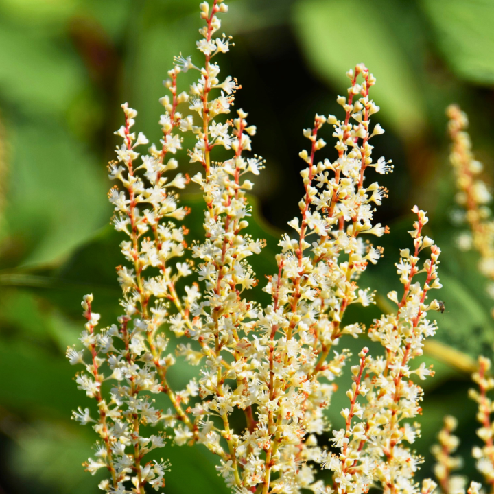 Kruidenhelen plant foto groot Japanse Duizendknoop Kruidenhelen plant foto groot Japanse Duizendknoop