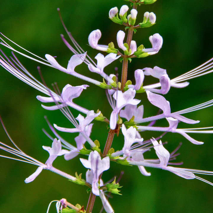 Kruidenhelen plant foto groot Javaanse nierthee Kruidenhelen plant foto groot Javaanse nierthee
