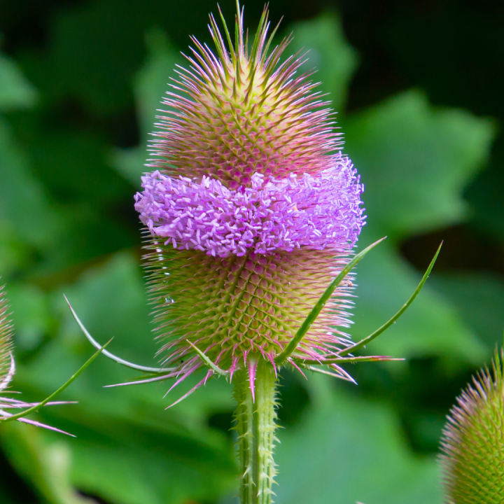 Kruidenhelen plant foto groot Kaardebol