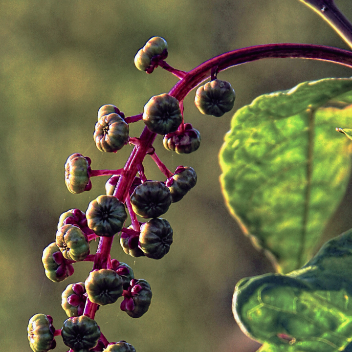 Kruidenhelen plant foto groot Karmozijnbes Kruidenhelen plant foto groot Karmozijnbes