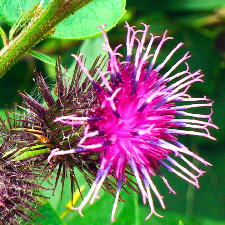 Kruidenhelen plant foto groot Kliswortel Kruidenhelen plant foto groot Kliswortel
