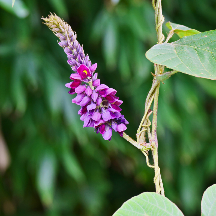 Kruidenhelen plant foto groot Kudzu Kruidenhelen plant foto groot Kudzu