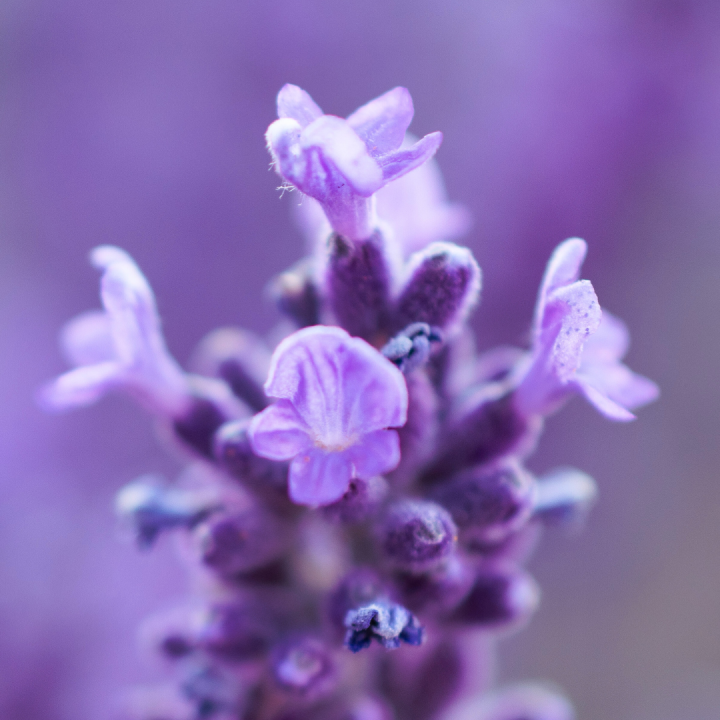 Kruidenhelen plant foto groot Lavendel Kruidenhelen plant foto groot Lavendel