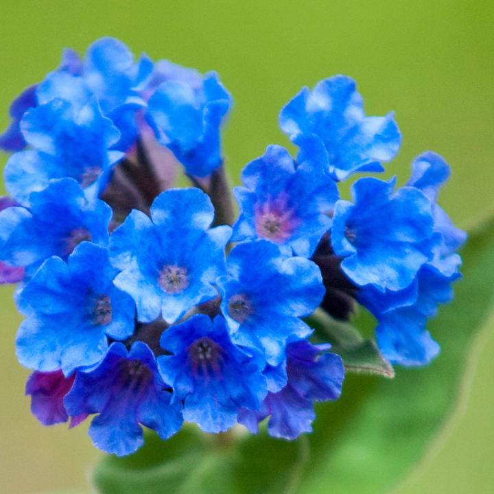 Kruidenhelen plant foto groot Longkruid Kruidenhelen plant foto groot Longkruid