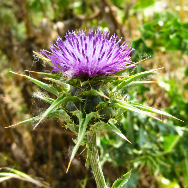 Kruidenhelen plant foto groot Mariadistel Kruidenhelen plant foto groot Mariadistel