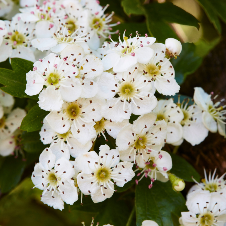 Kruidenhelen plant foto groot Meidoorn Kruidenhelen plant foto groot Meidoorn