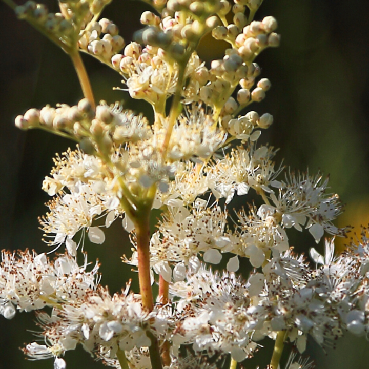 Kruidenhelen plant foto groot Moerasspirea Kruidenhelen plant foto groot Moerasspirea
