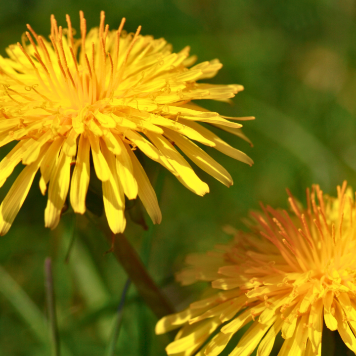 Kruidenhelen plant foto groot Paardenbloem Kruidenhelen plant foto groot Paardenbloem