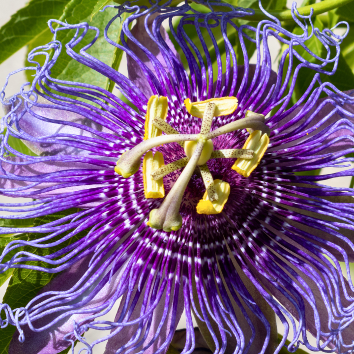 Kruidenhelen plant foto groot Passiebloem Kruidenhelen plant foto groot Passiebloem