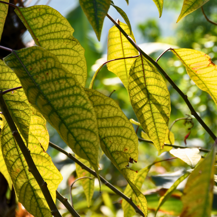 Kruidenhelen plant foto groot Phellodendron Kruidenhelen plant foto groot Phellodendron