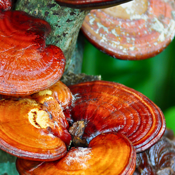 Kruidenhelen plant foto groot Reishi