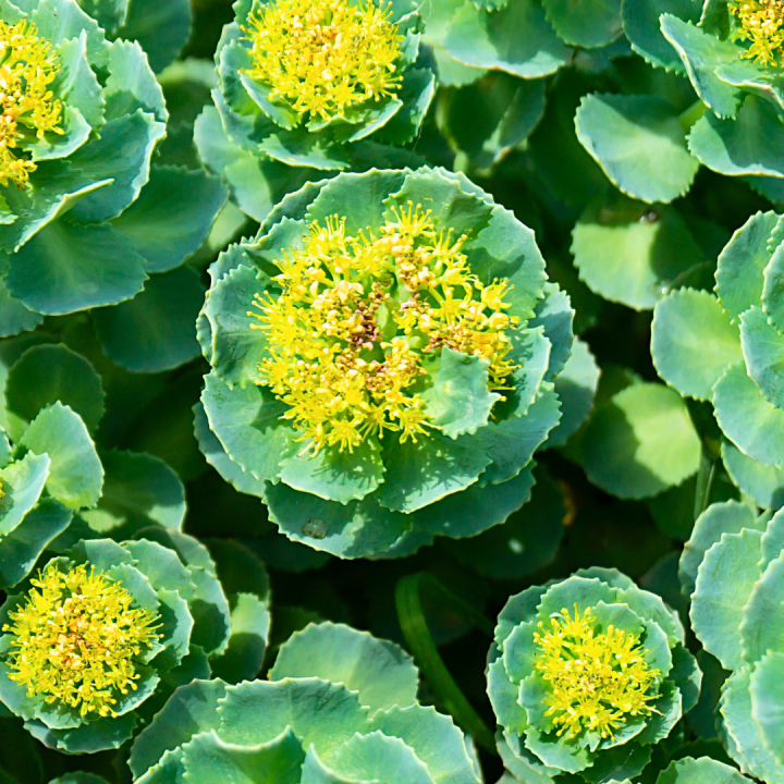 Kruidenhelen plant foto groot Rhodiola rosea