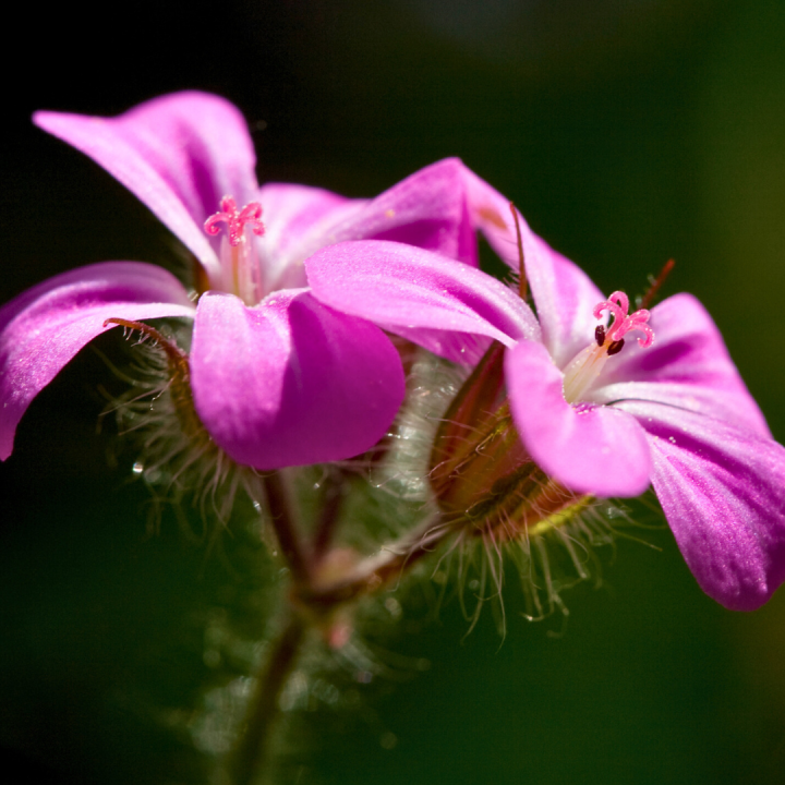 Kruidenhelen plant foto groot Robertskruid Kruidenhelen plant foto groot Robertskruid