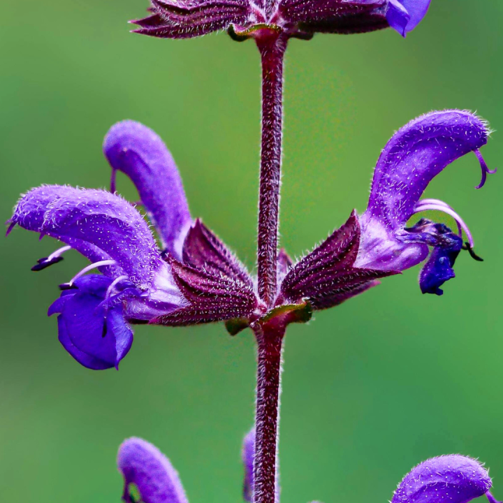 Kruidenhelen plant foto groot Rode salie Kruidenhelen plant foto groot Rode salie
