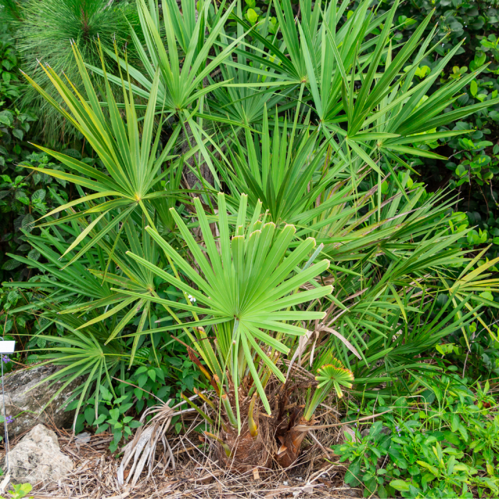 Kruidenhelen plant foto groot Sabal Kruidenhelen plant foto groot Sabal