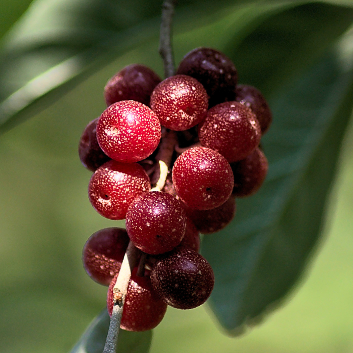 Kruidenhelen plant foto groot Sarsaparilla Kruidenhelen plant foto groot Sarsaparilla