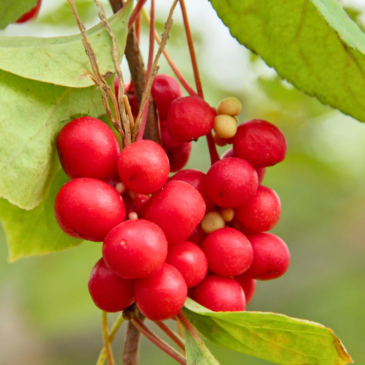 Kruidenhelen plant foto groot Schisandra chinensis Kruidenhelen plant foto groot Schisandra chinensis