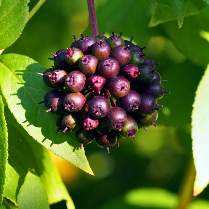 Kruidenhelen plant foto groot Siberische Ginseng Kruidenhelen plant foto groot Siberische Ginseng