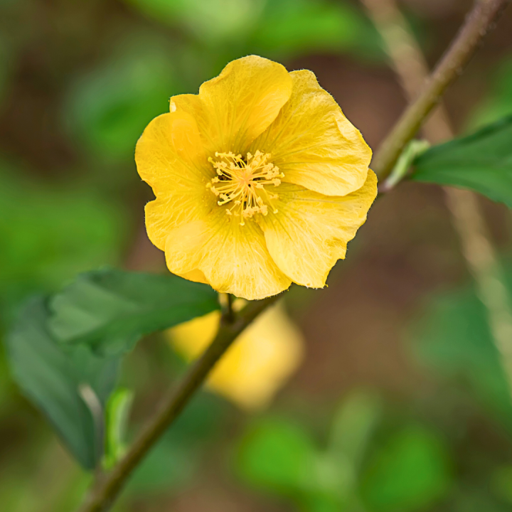 Kruidenhelen plant foto groot Sida Acuta Kruidenhelen plant foto groot Sida Acuta