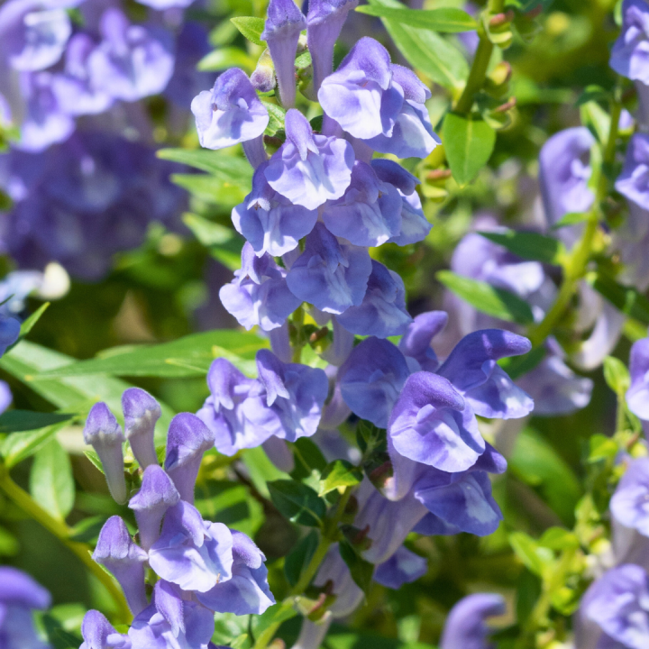 Kruidenhelen plant foto groot Skullcap Kruidenhelen plant foto groot Skullcap