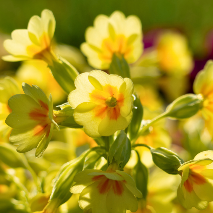 Kruidenhelen plant foto groot Sleutelbloem Kruidenhelen plant foto groot Sleutelbloem