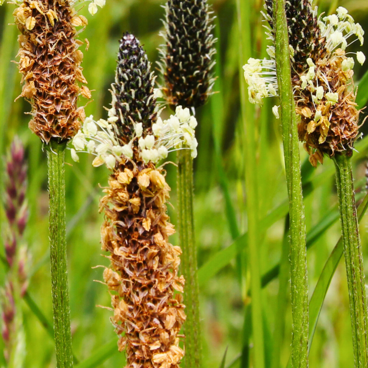 Kruidenhelen plant foto groot Smalle weegbree Kruidenhelen plant foto groot Smalle weegbree
