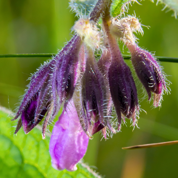 Kruidenhelen plant foto groot Smeerwortel Kruidenhelen plant foto groot Smeerwortel