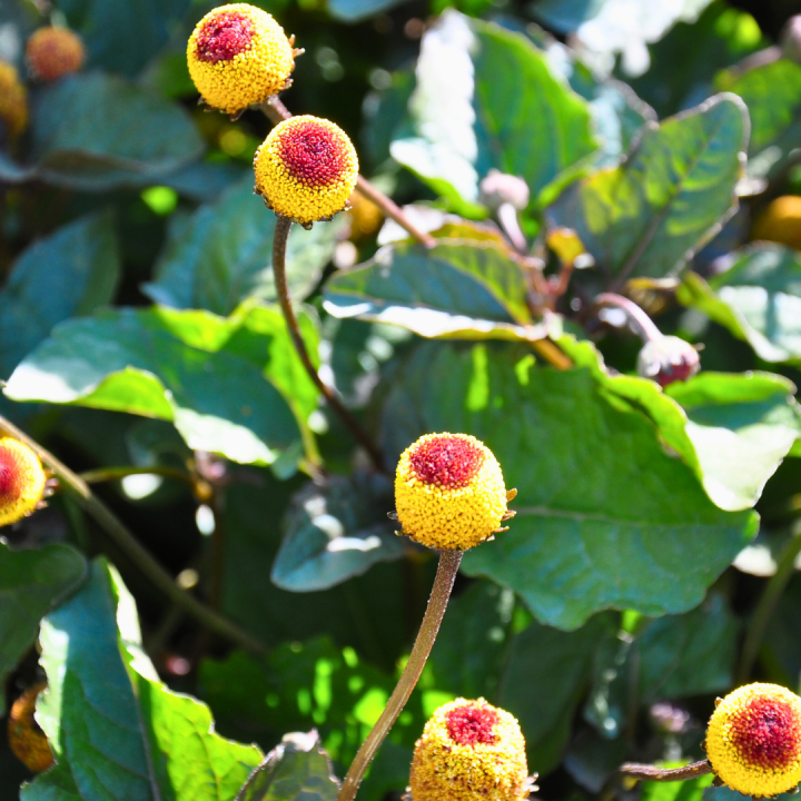 Kruidenhelen plant foto groot Spilanthes Kruidenhelen plant foto groot Spilanthes