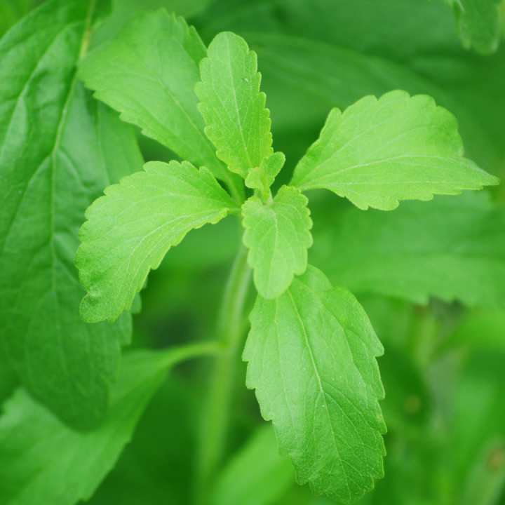 Kruidenhelen plant foto groot Stevia Kruidenhelen plant foto groot Stevia