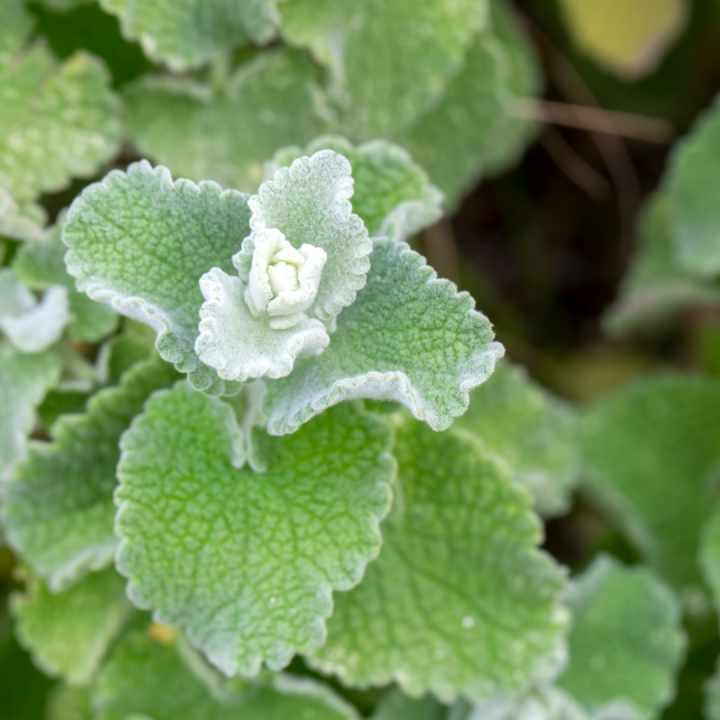 Kruidenhelen plant foto groot Stinkende Ballote nigra Kruidenhelen plant foto groot Stinkende Ballote nigra