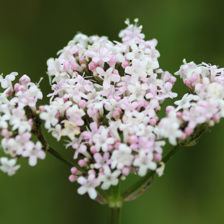 Kruidenhelen plant foto groot Valeriaan Kruidenhelen plant foto groot Valeriaan
