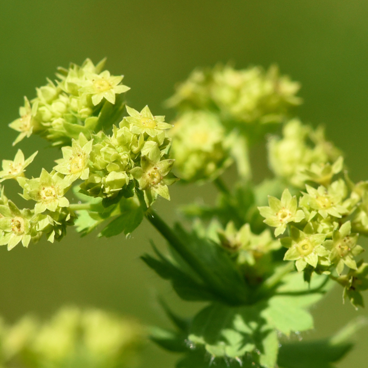 Kruidenhelen plant foto groot Vrouwenmantel Kruidenhelen plant foto groot Vrouwenmantel