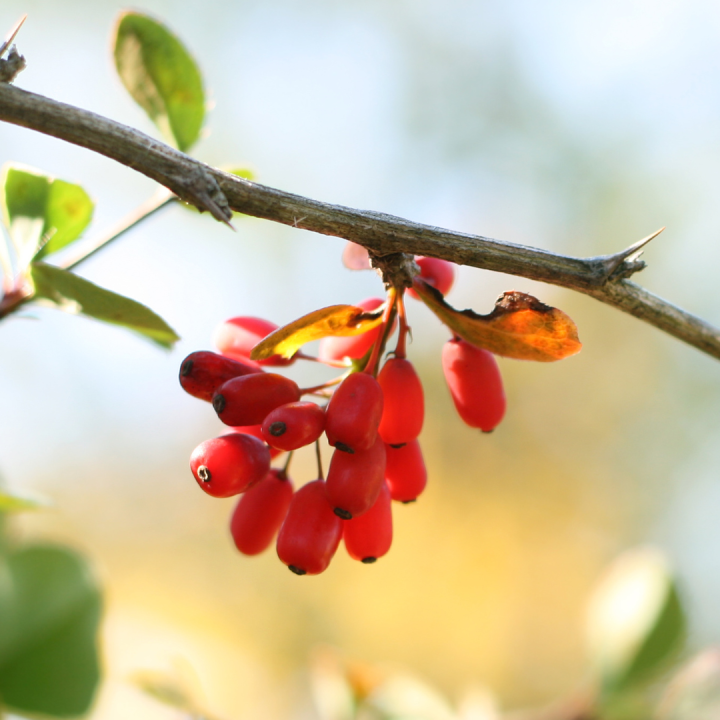 Kruidenhelen plant foto groot Zuurbes
