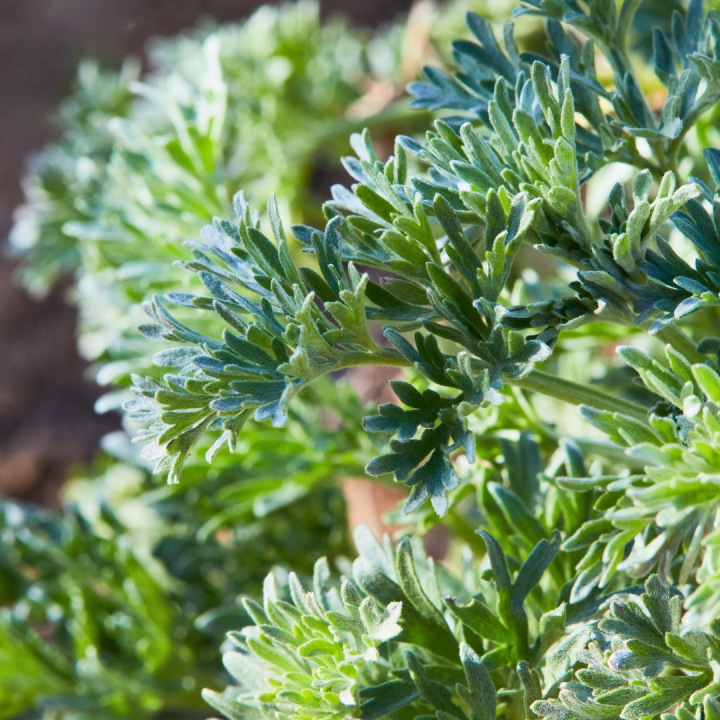 Kruidenhelen plant foto groot absint Kruidenhelen plant foto groot absint
