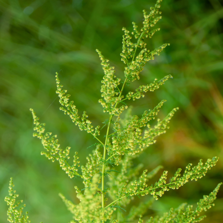 Kruidenhelen plant foto groot artemisia Kruidenhelen plant foto groot artemisia
