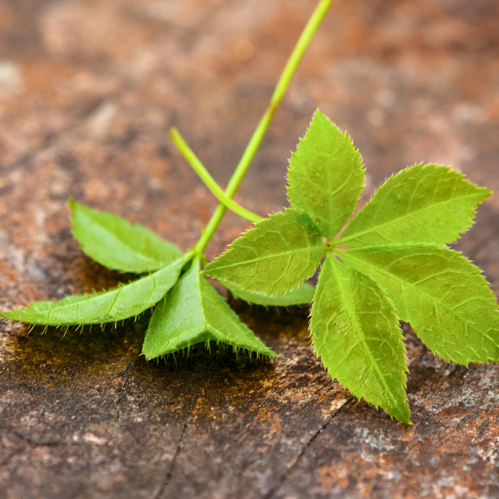 Kruidenhelen plant fotogroot Jiaogulan