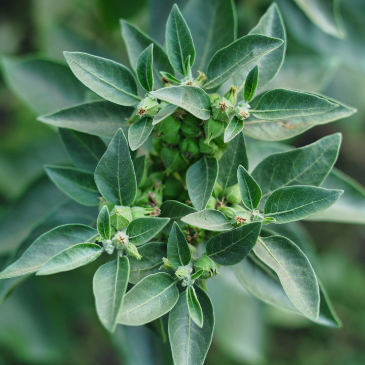 Kruidenhelen plant groot Ashwaganda Kruidenhelen plant groot Ashwaganda